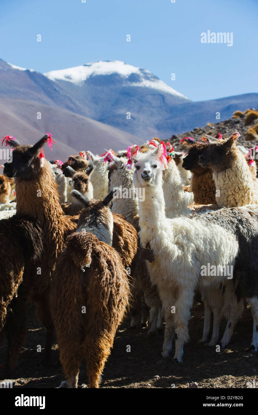 Llama (Lama glama) llama a Laguna Colorado, Red Lake, Eduardo Avaroa Andean riserva nazionale, Bolivia, Sud America Foto Stock