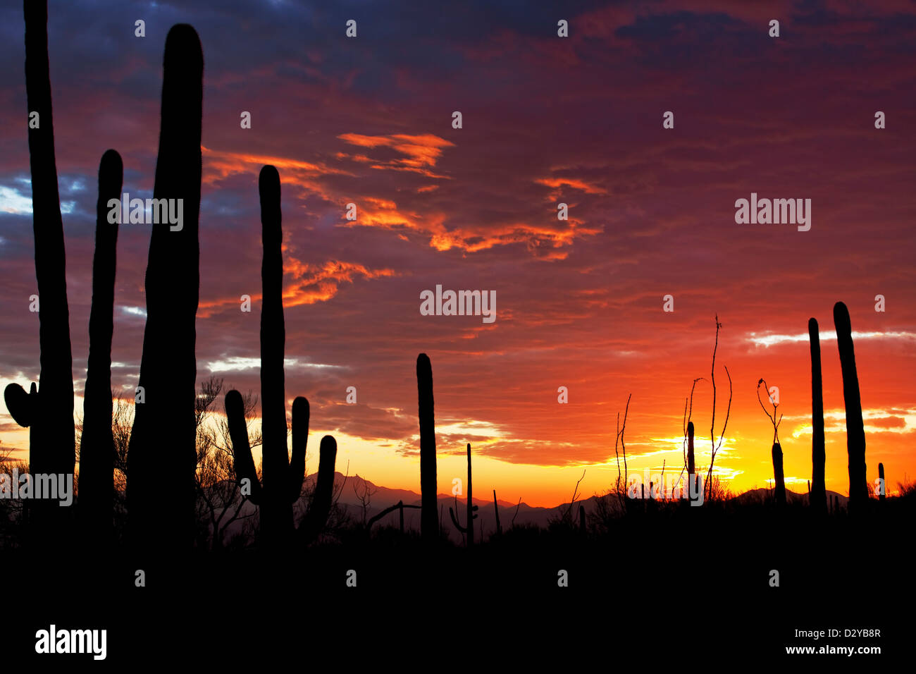 Colorato tramonto nel deserto di Sonora, ad ovest del Saguaro National Park, Tucson, Arizona Foto Stock