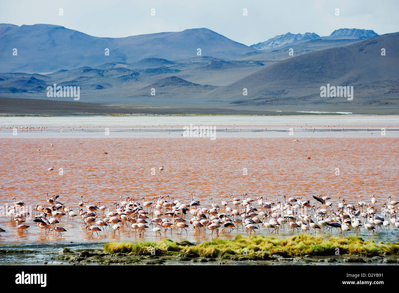 James Flamingo, Phoenicoparrus jamesi, a Laguna Colorado, Red Lake, Eduardo Avaroa Andean riserva nazionale, Bolivia, Sud Amer Foto Stock