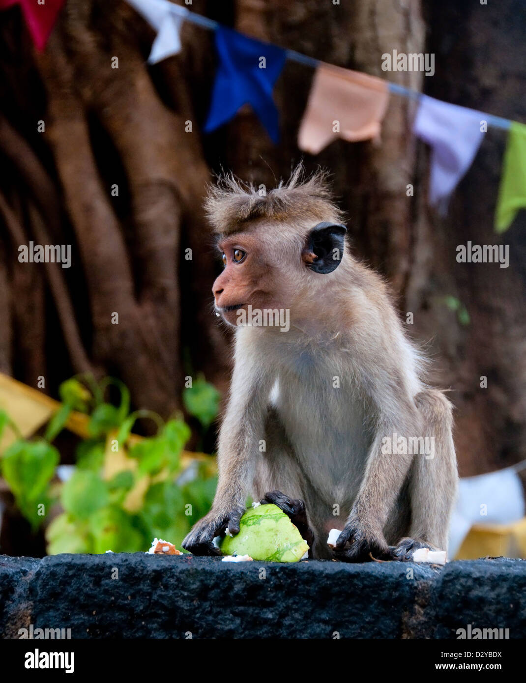 Ritratto di selvatica piccola scimmia con cibo in mani. Si tratta di animali selvatici nei pressi di un tempio di Sri Lanka Foto Stock