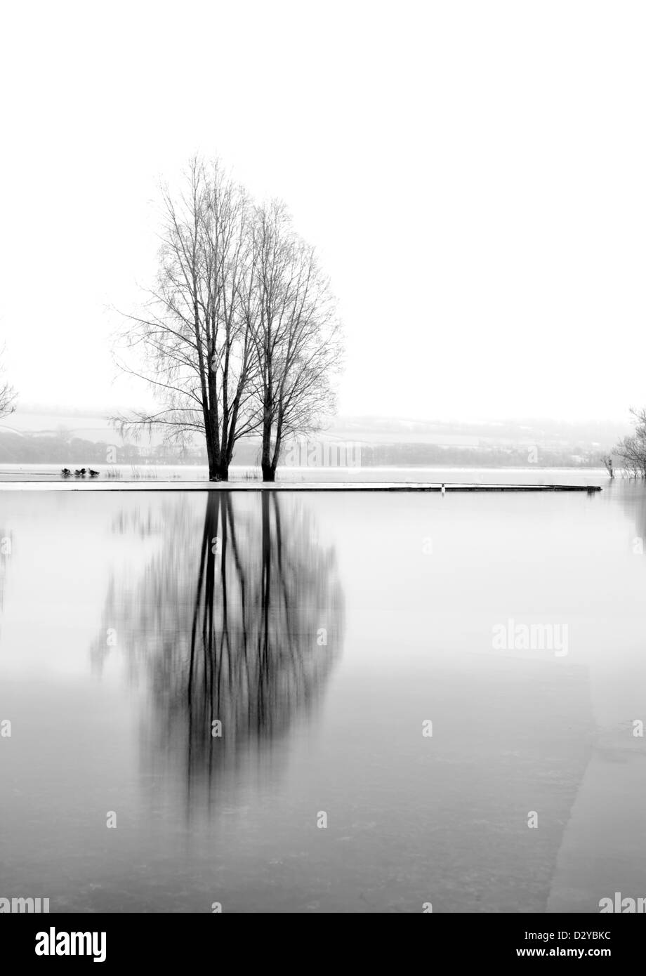 Alberi sul lago Langorse in piedi in acqua congelata. Foto Stock Alberi sul lago Langorse in piedi in acqua congelata. Foto Stock