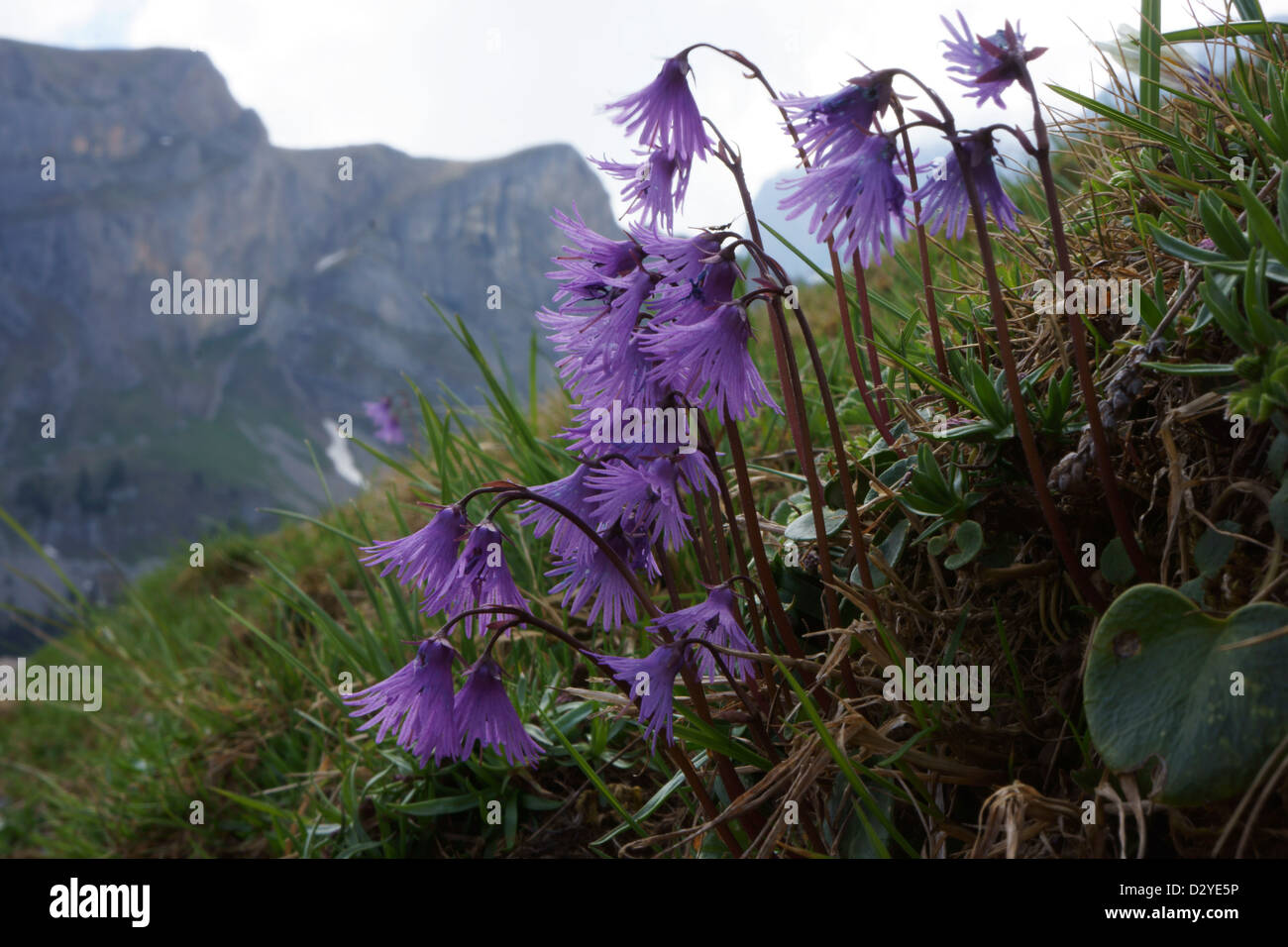 Soldanella alpina, (Soldanella alpina), Alpi Bernesi, Svizzera Foto Stock