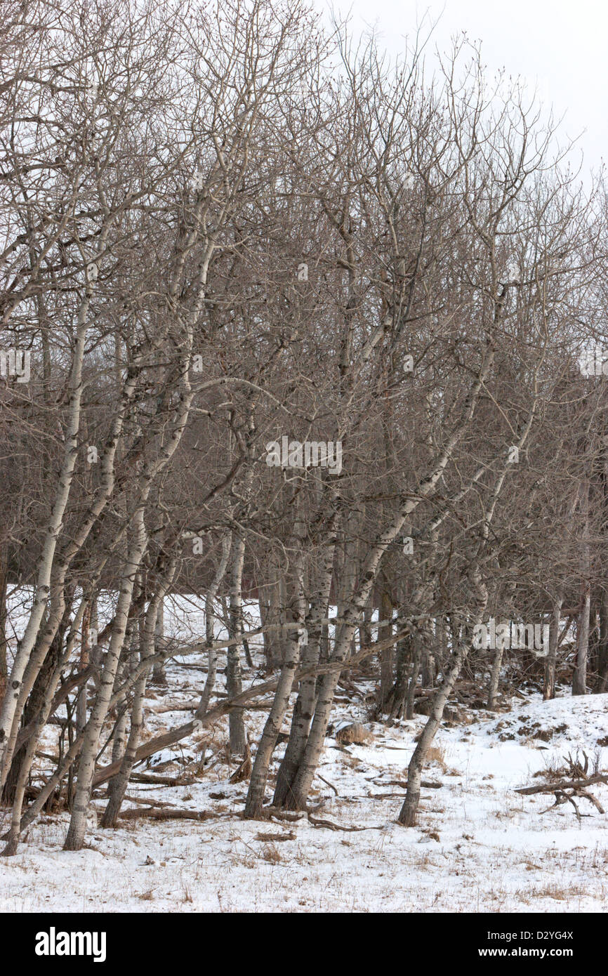 Alberi di pioppo linea di recinzione neve invernale Foto Stock