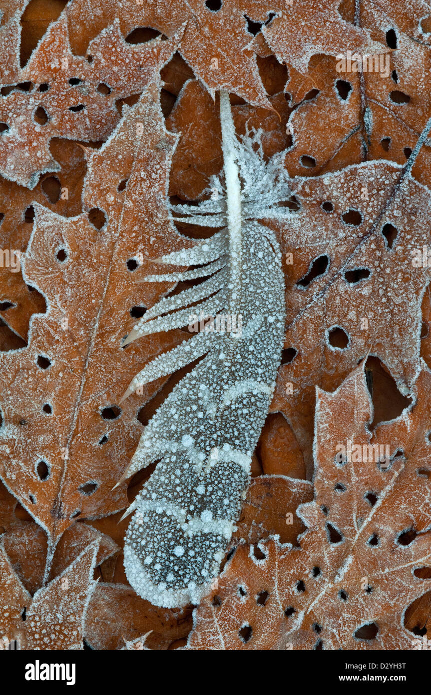 Frost on Ruffed Grouse (Bonasa umbellus) Feather & Oak Leaves on Forest Floor e USA, by Skip Moody/Dembinsky Photo Assoc Foto Stock