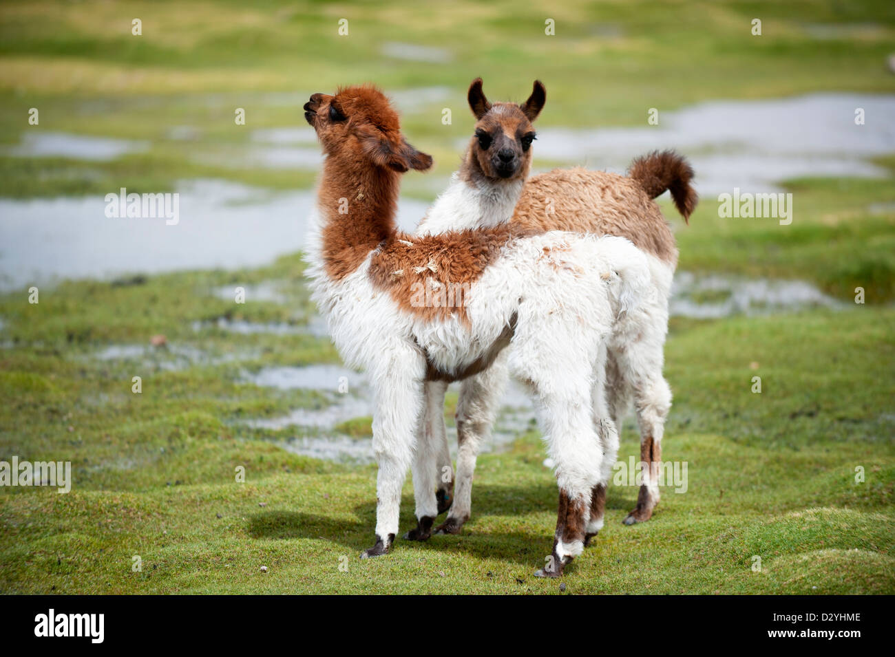 Llama (Lama glama) sulle alte pianure, Bolivia, Sud America Foto Stock