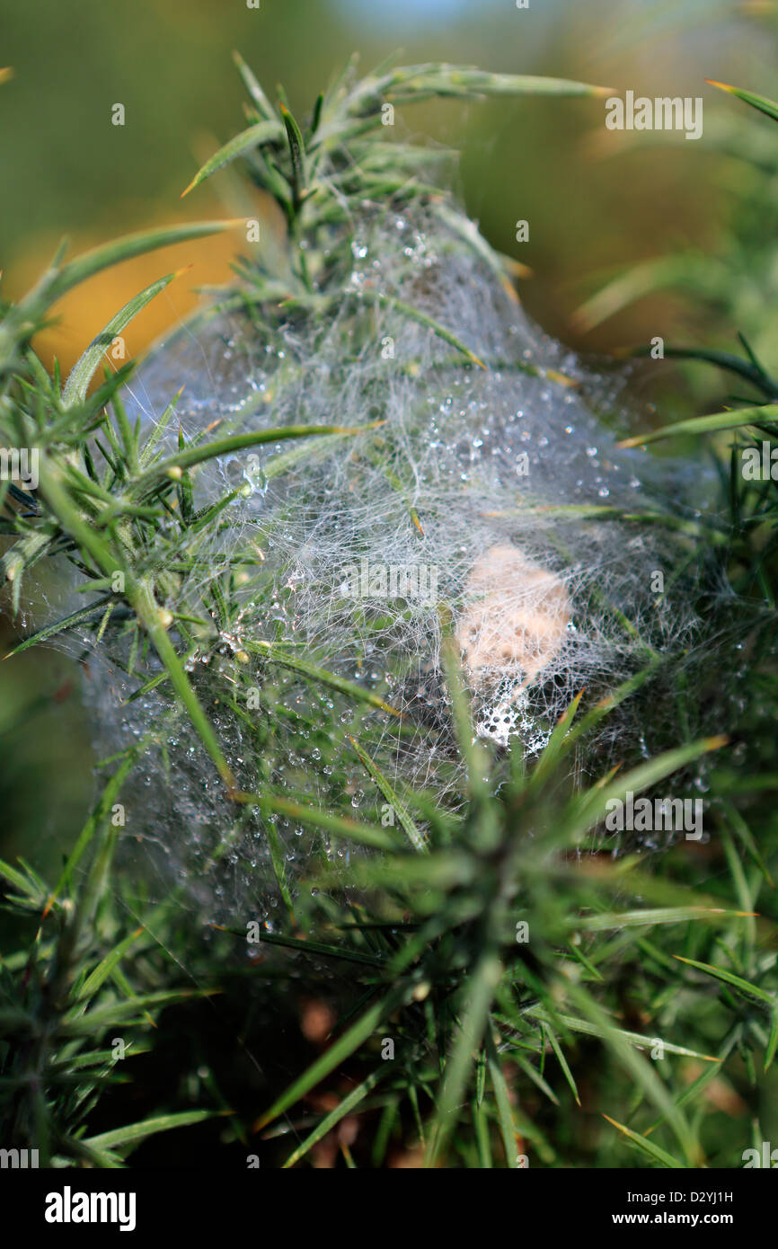 Spider Web su gorse bush coperto di goccioline di acqua Foto Stock