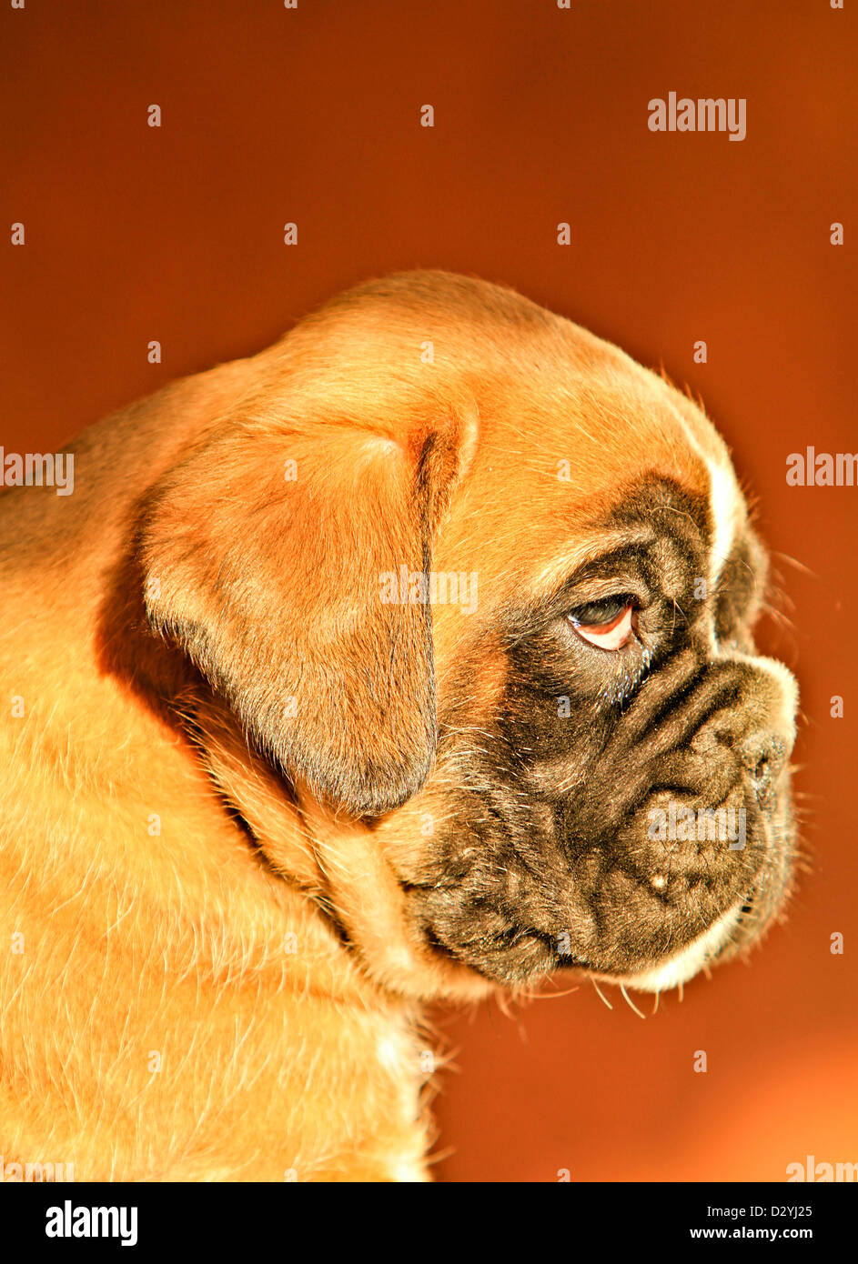 Un boxer cucciolo di cane, ritratto Foto Stock