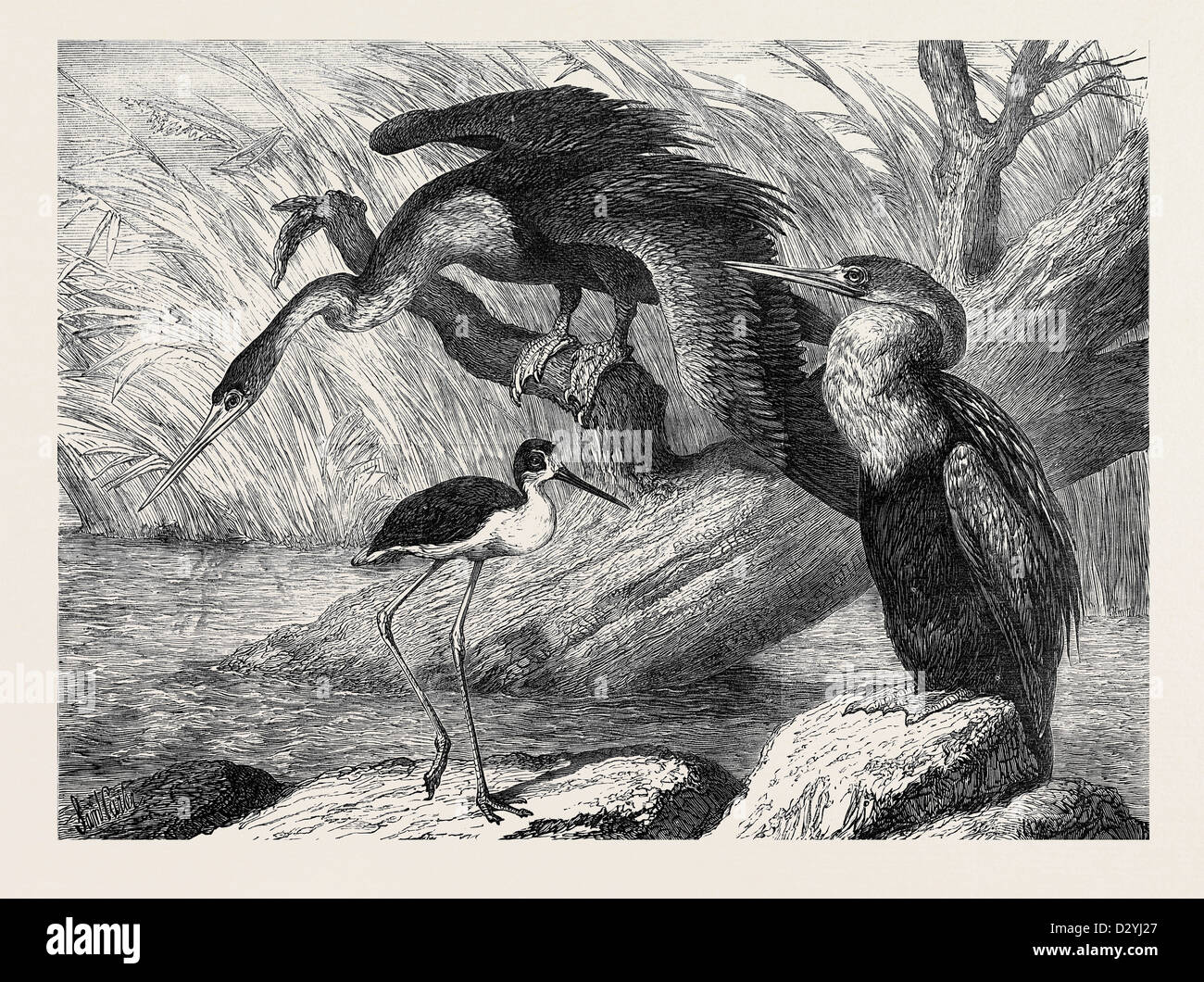 Il DARTER E STILT PLOVER IN la Zoological Society's Gardens LONDRA 1873 Foto Stock