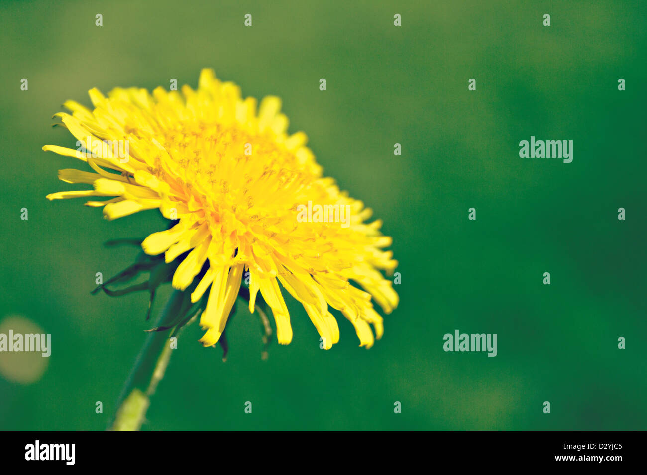 Fioritura Tarassaco (Taraxacum officinale) Foto Stock