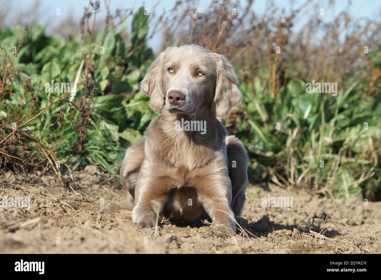 Cane Weimaraner longhair / adulti giacente in un campo Foto Stock