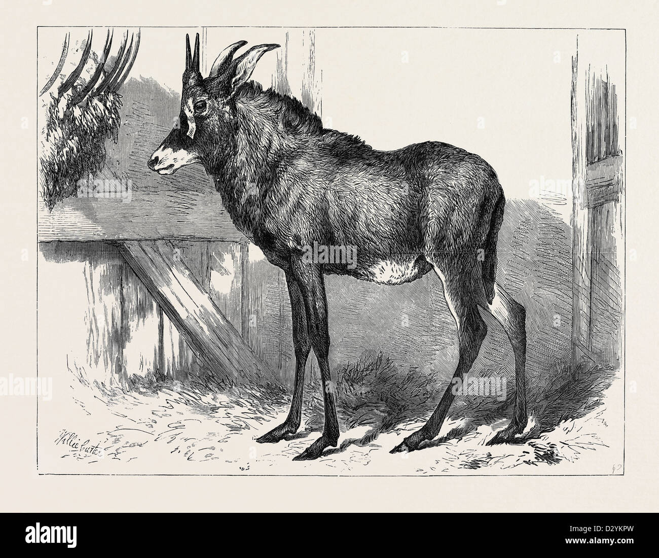 L'equino antilope di Nubia nei giardini della società zoologica di Londra 1879 Foto Stock