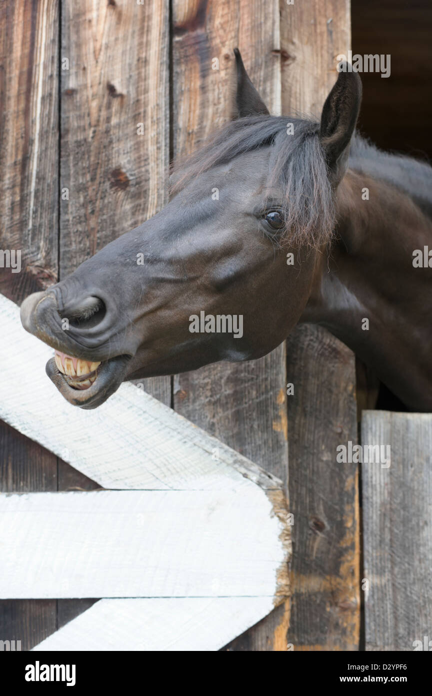 Parlando di cavalli dalla sua porta del granaio, colpo alla testa con sorriso toothy da un grinning mare, direttamente dalla bocca del cavallo. Foto Stock