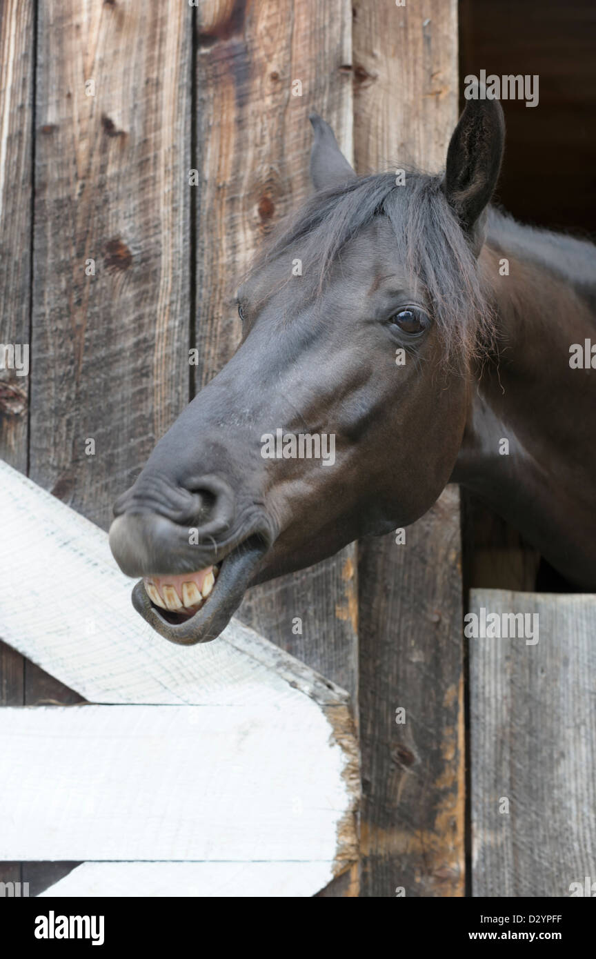 Parlando di cavalli dalla sua porta del granaio, colpo alla testa con sorriso toothy da un grinning mare. Foto Stock