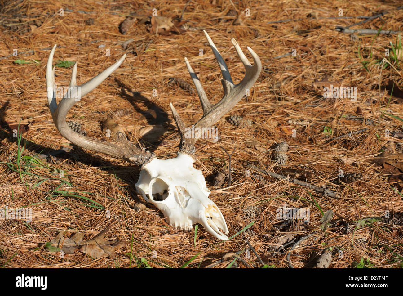 Cranio di cervo con corna posa abbandonata in giallo cadono le foglie in presenza di luce solare, a dodici punti di buck rack. Foto Stock