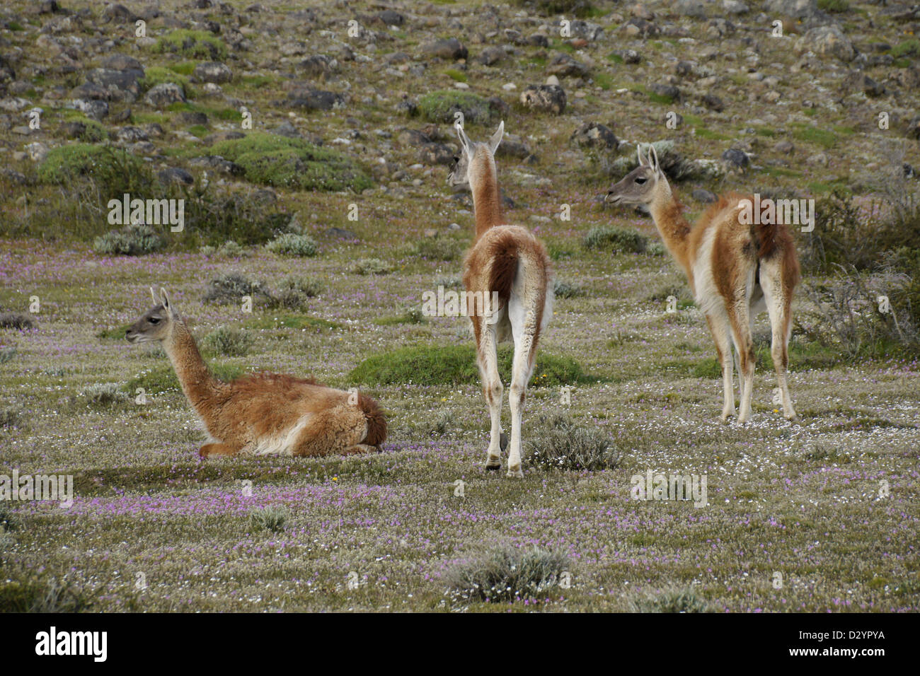 Il guanaco nel Parco Nazionale Torres del Paine, Patagonia, Cile Foto Stock