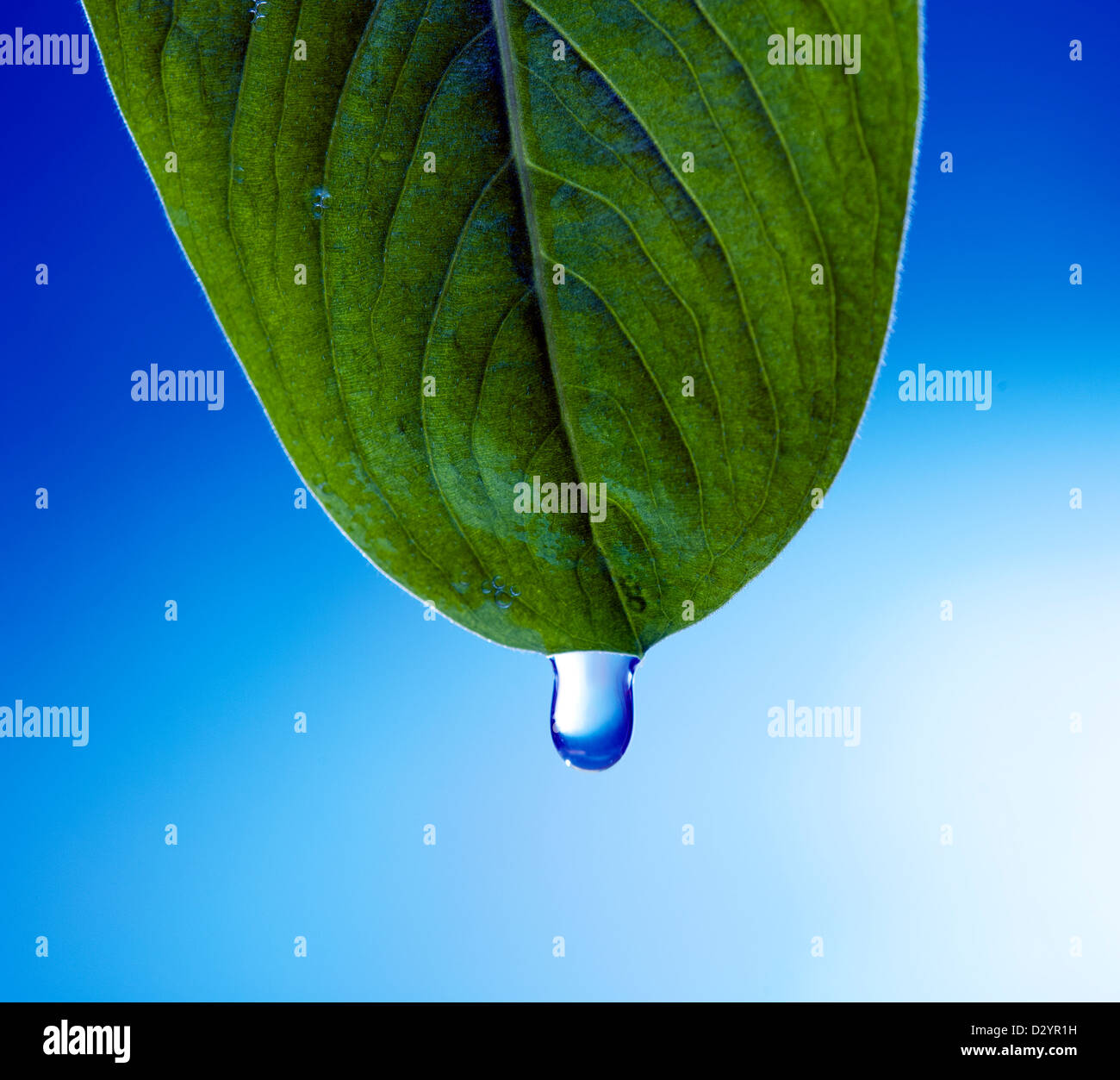 Acqua di pioggia cade da una foglia. Foto Stock