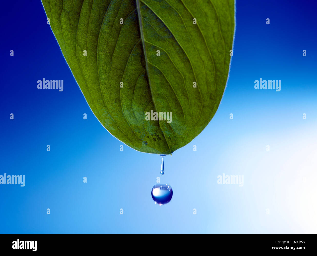 Acqua di pioggia cade da una foglia. Foto Stock