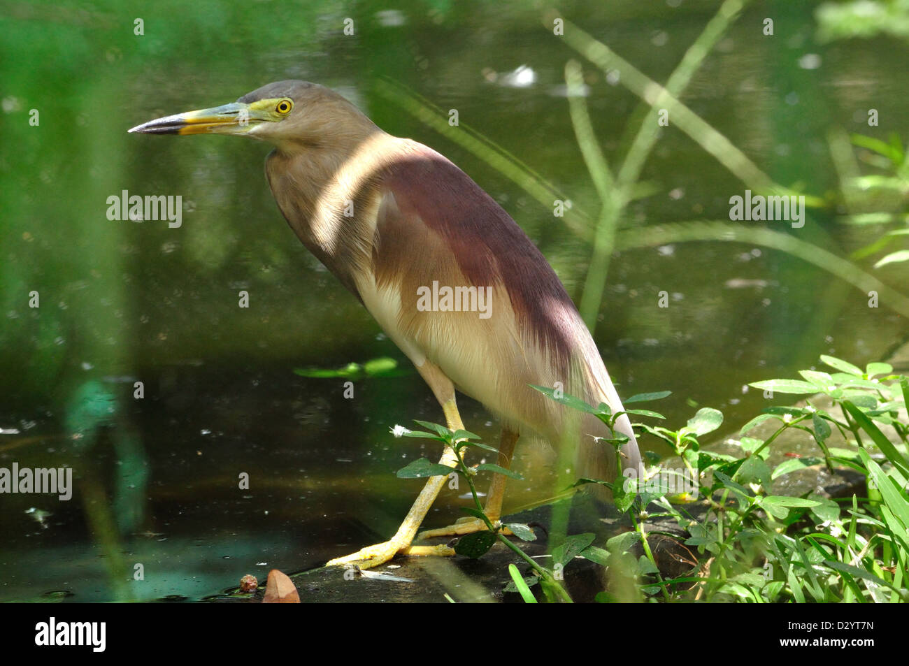 Indian Pond Heron ( Ardeola grayii ) Foto Stock