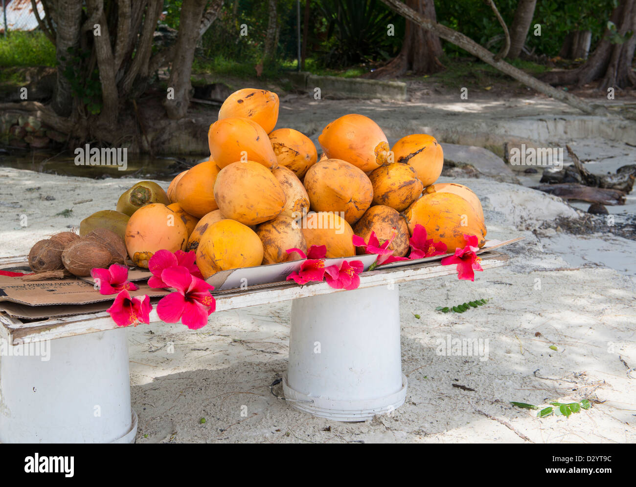 Noce di cocco con fiore tropicale sulla costa esotiche Foto Stock
