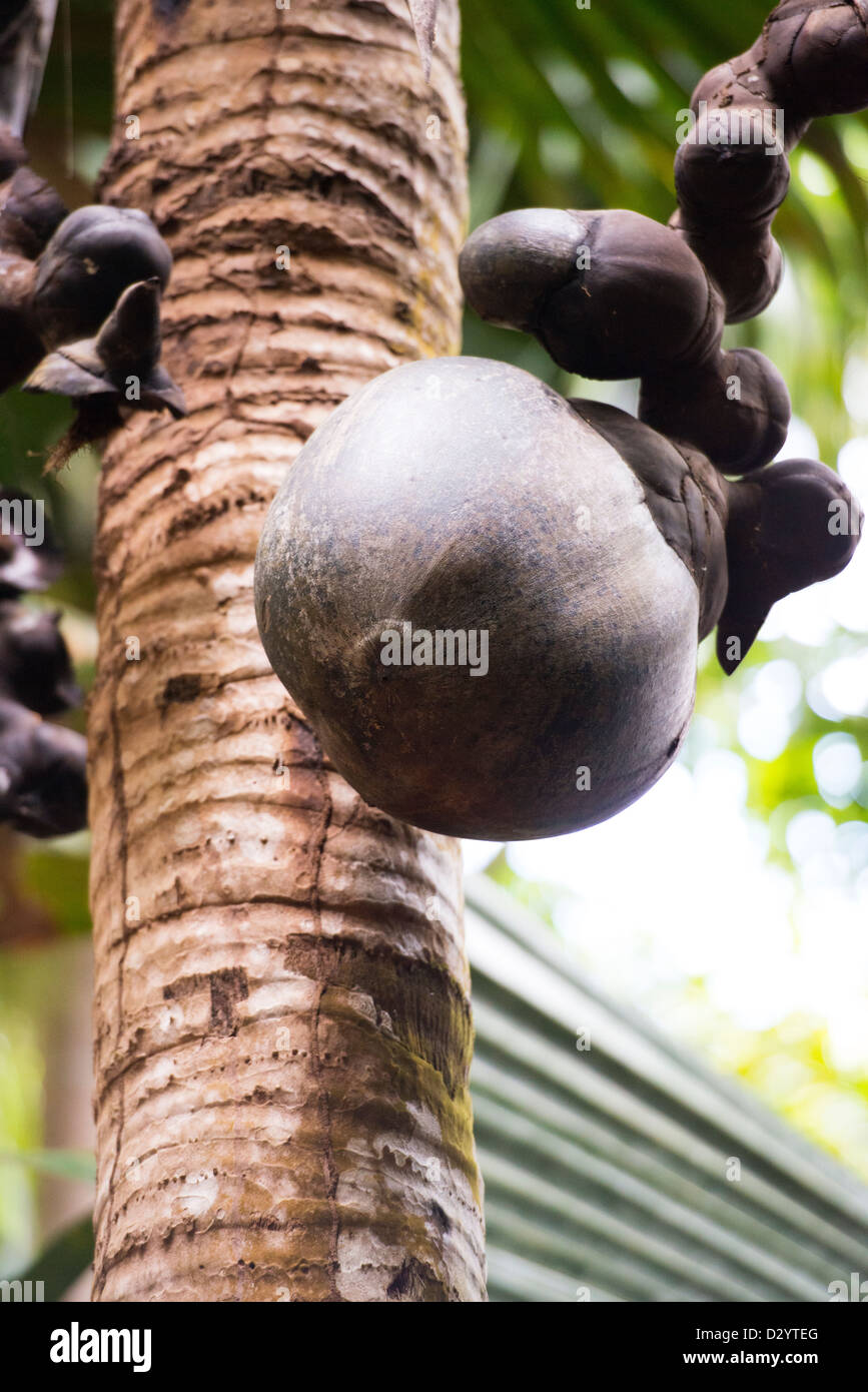 Il coco-de-mer, Vallee de Mai, Praslin, Seicelle Foto Stock