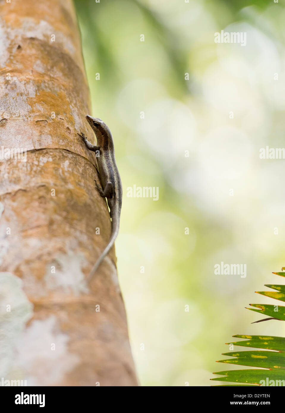 Side Shot di un endemico verde geco delle Seychelles, percorrendo a piedi un montante in legno Foto Stock