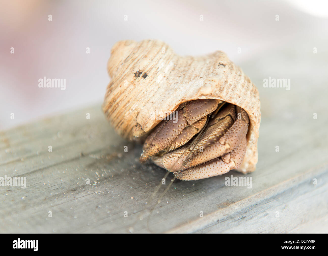 Granchio di Hermit gattona Foto Stock