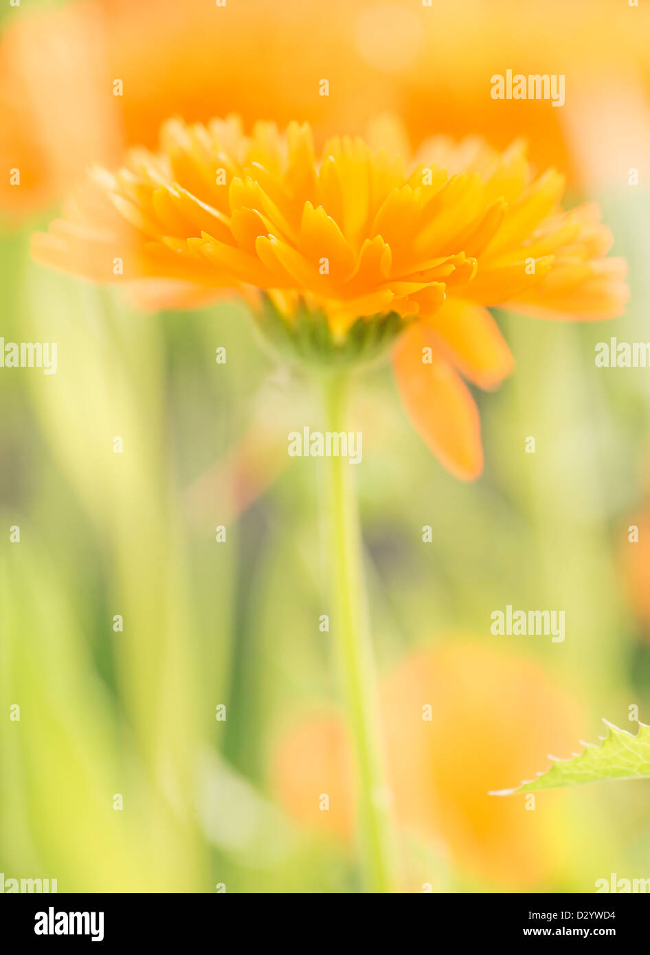 Estate in scena con la ripresa macro di un bel colore arancione flowerhead in fiore Foto Stock