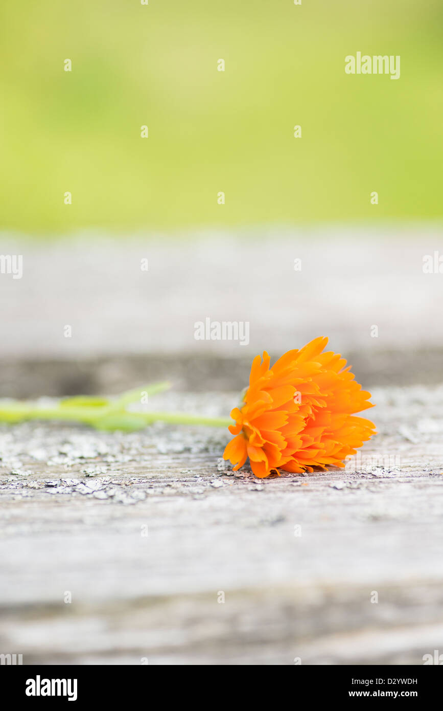 Unico fiore wethered sulla superficie di legno con copyspace verde sopra Foto Stock