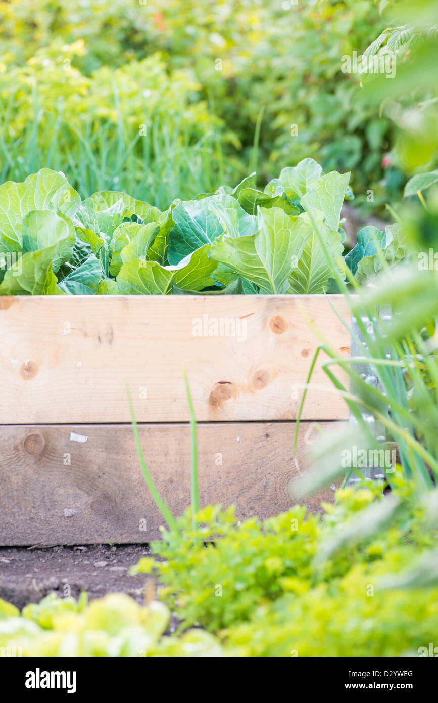 Giardino in scena con la coltivazione di verdure in scatola di legno. Fatte in casa e le piante coltivate durante la stagione estiva. Foto Stock