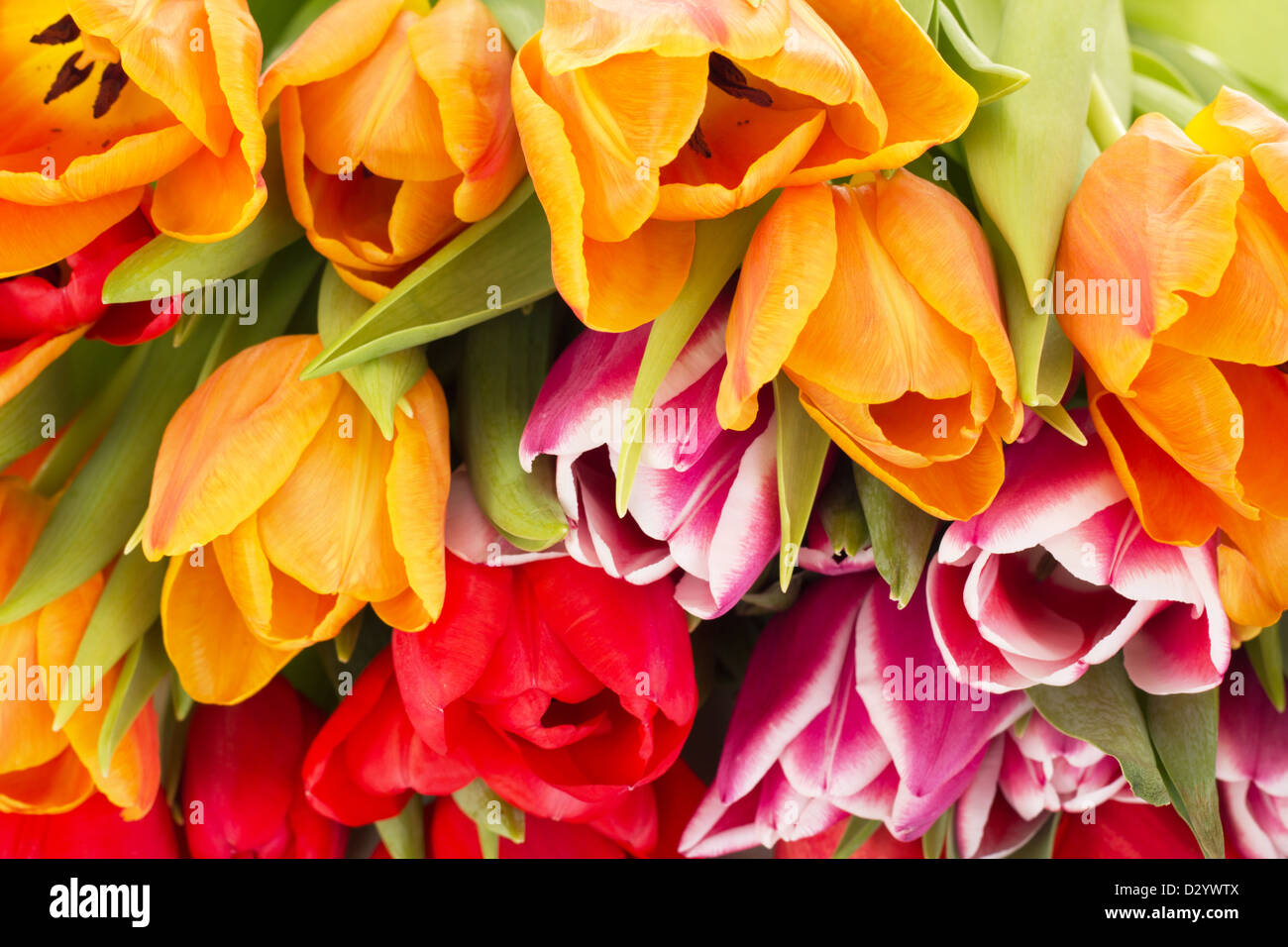 Primo piano di tulipani Foto Stock