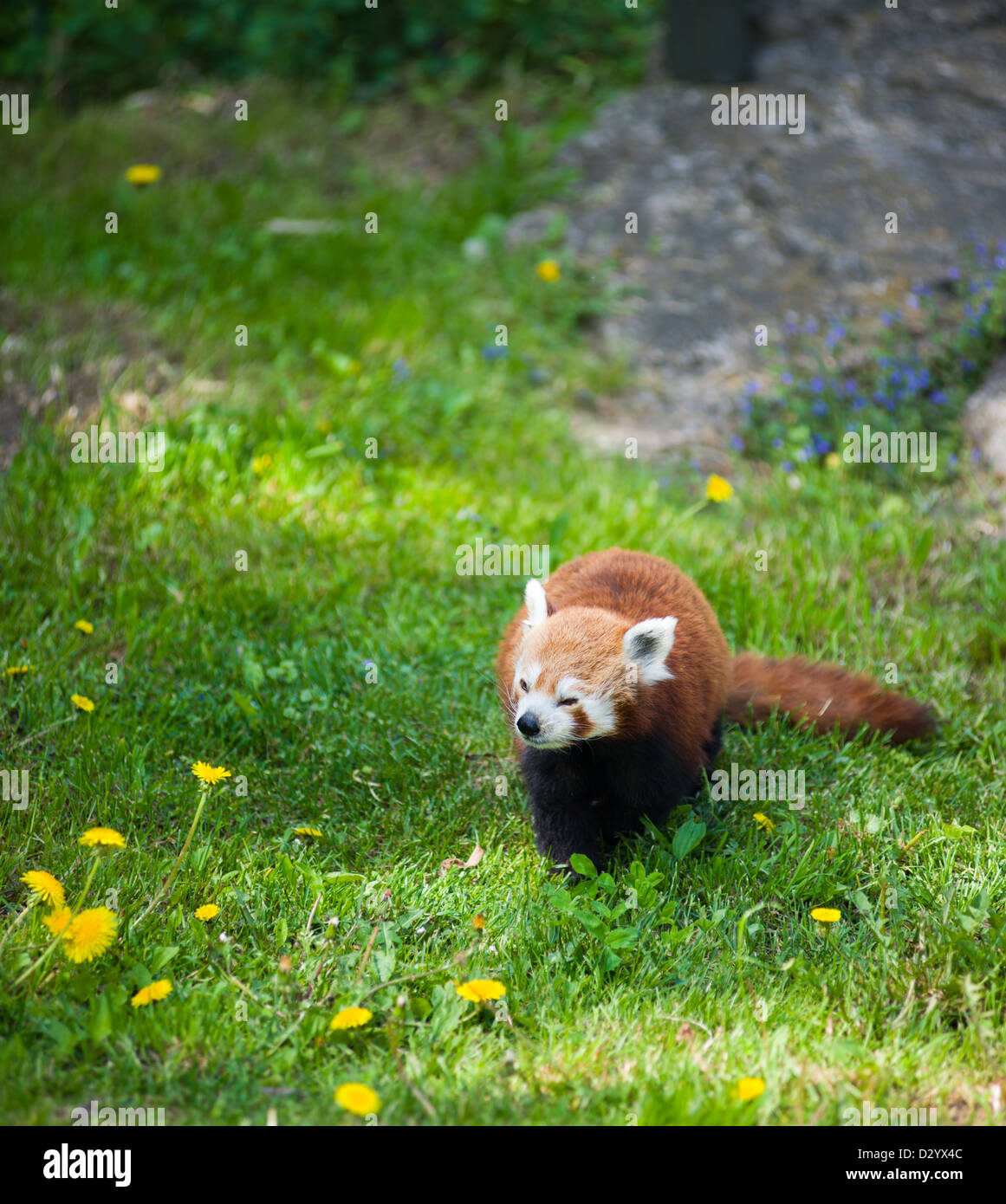 Curioso panda rosso Foto Stock