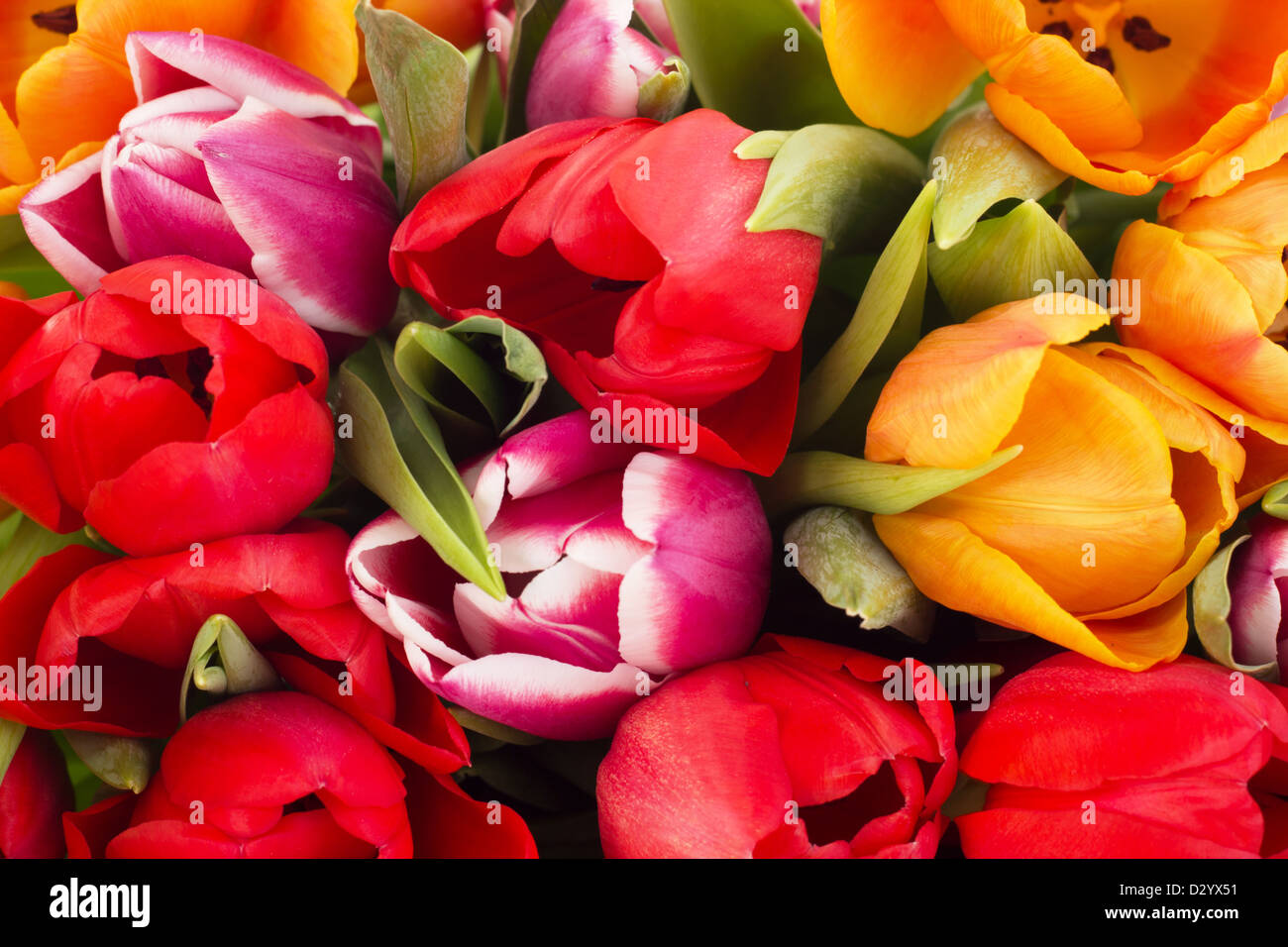 Primo piano di tulipani Foto Stock