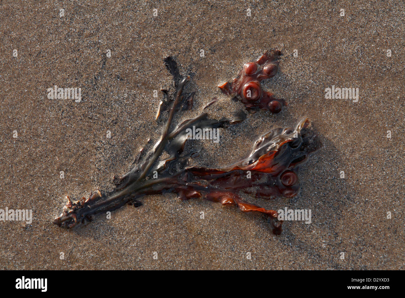 Fucus alga (Fucus vesiculosus), sulla spiaggia di sabbia in estate, Brean Sands, Somerset, Inghilterra, Luglio Foto Stock