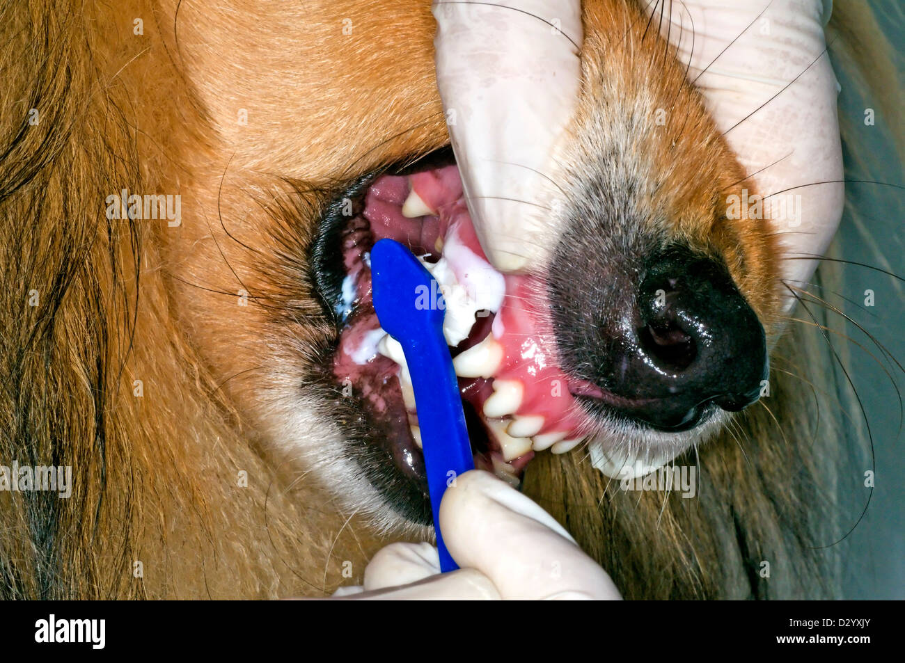 Per la pulizia dei denti di cane con uno spazzolino Foto Stock