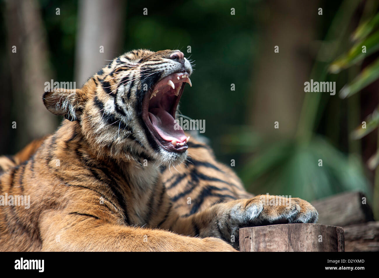 Un cucciolo di tigre con la bocca aperta a sbadigliare o ringhiando. Foto Stock