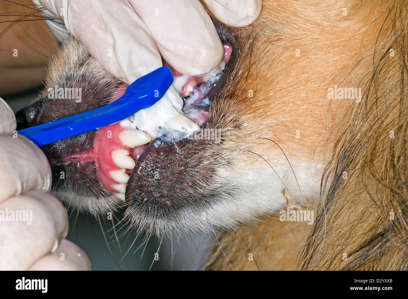 Per la pulizia dei denti di cane con uno spazzolino Foto Stock