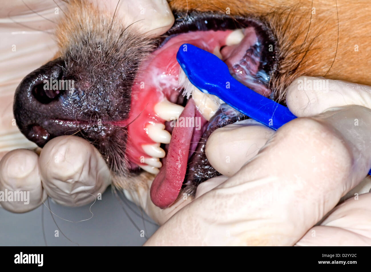 Per la pulizia dei denti di cane con uno spazzolino Foto Stock