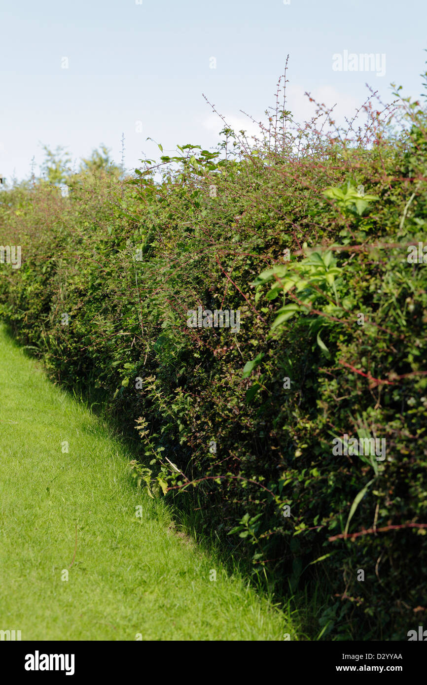La siepe di biancospino è cresciuta nel giardino durante l'estate, la Scozia, il Regno Unito, l'Europa Foto Stock