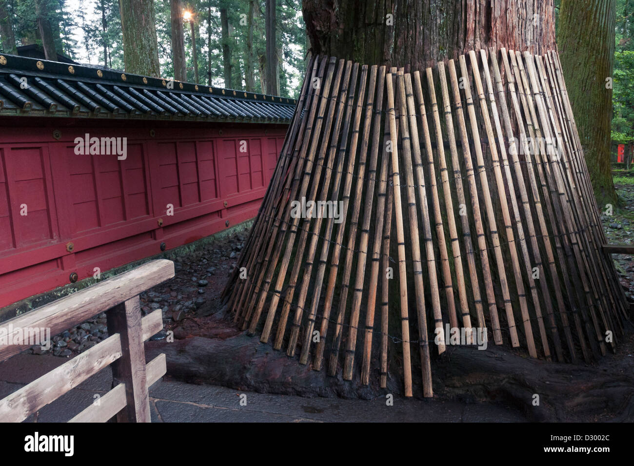 Cryptomeria gigante (albero di cedro) sul primo piano protetta da poli di bambù nel cortile del tempio giapponese Foto Stock