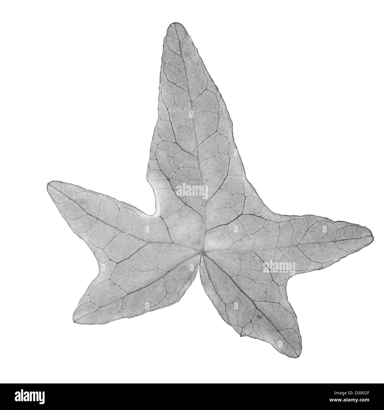 Immagine in bianco e nero di un edera Foto Stock