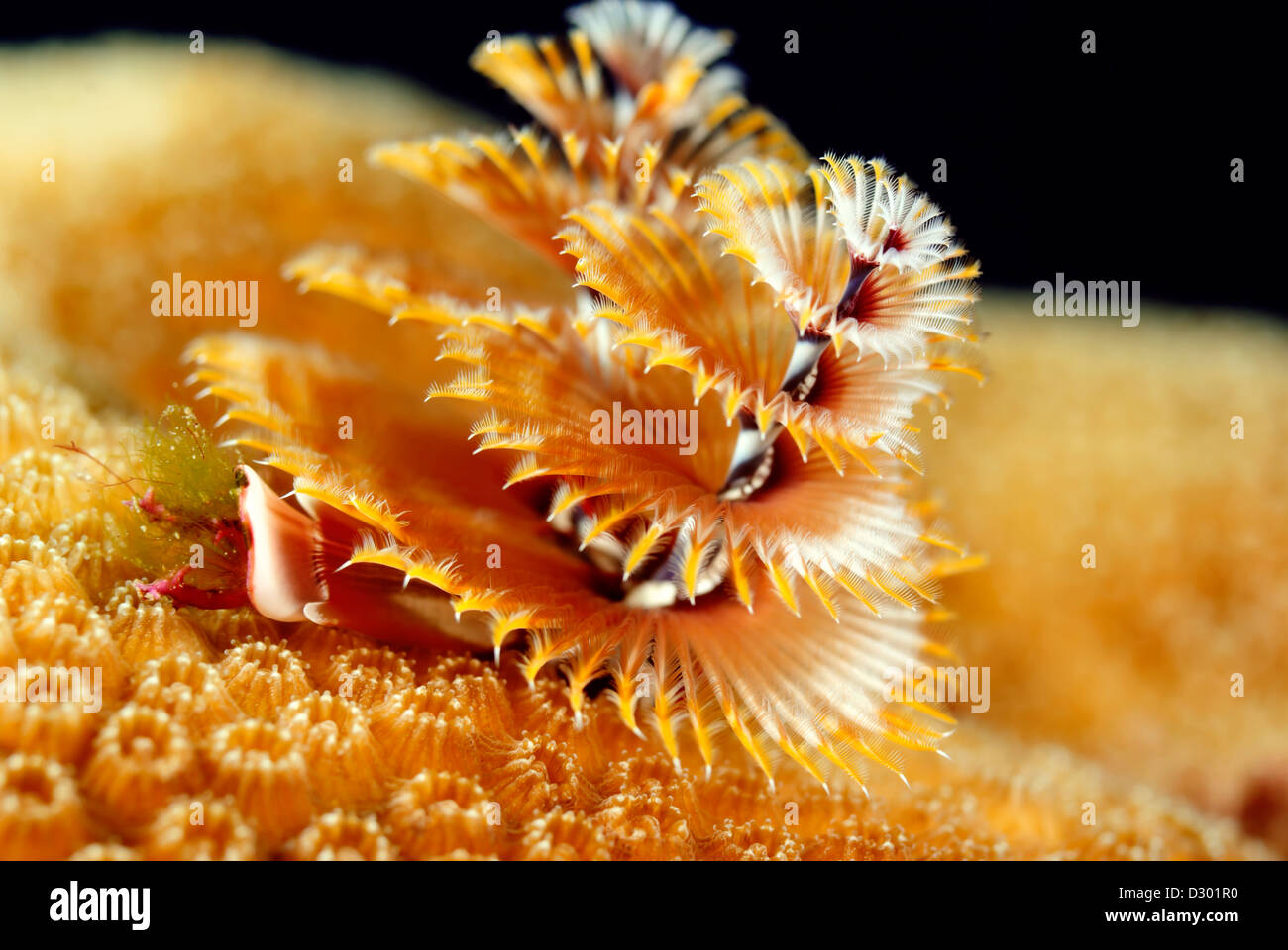 Albero di Natale Worm Spirobranchus giganteus Roatan, isole di Bay, Honduras, Mar dei Caraibi e Oceano Atlantico Foto Stock