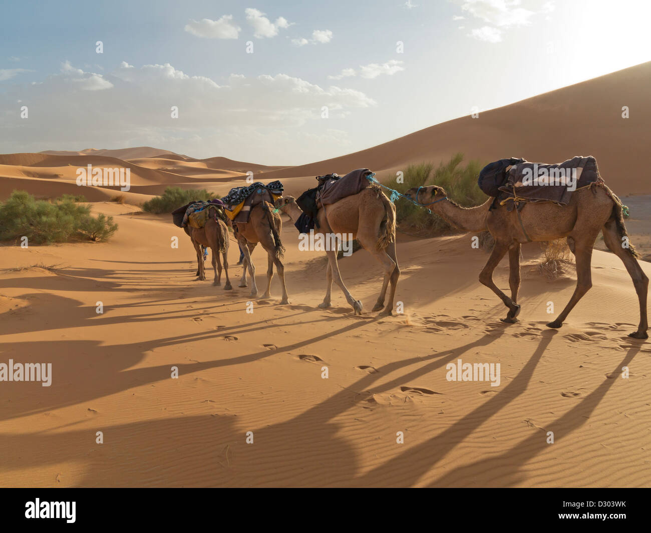 Trekking con il cammello nel deserto di Erg Chebbi vicino a dune di Merzouga, Marocco, Africa del Nord Foto Stock