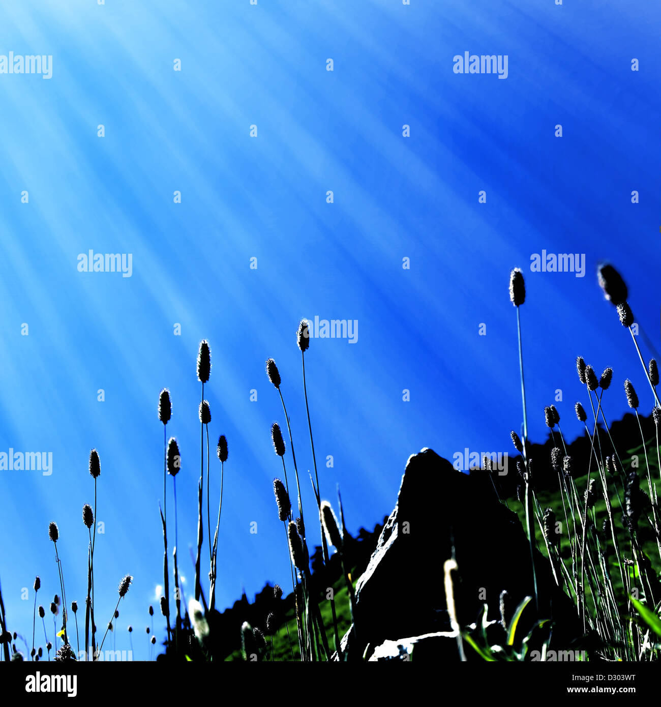 Reed con bel cielo per adv o altri usi Foto Stock