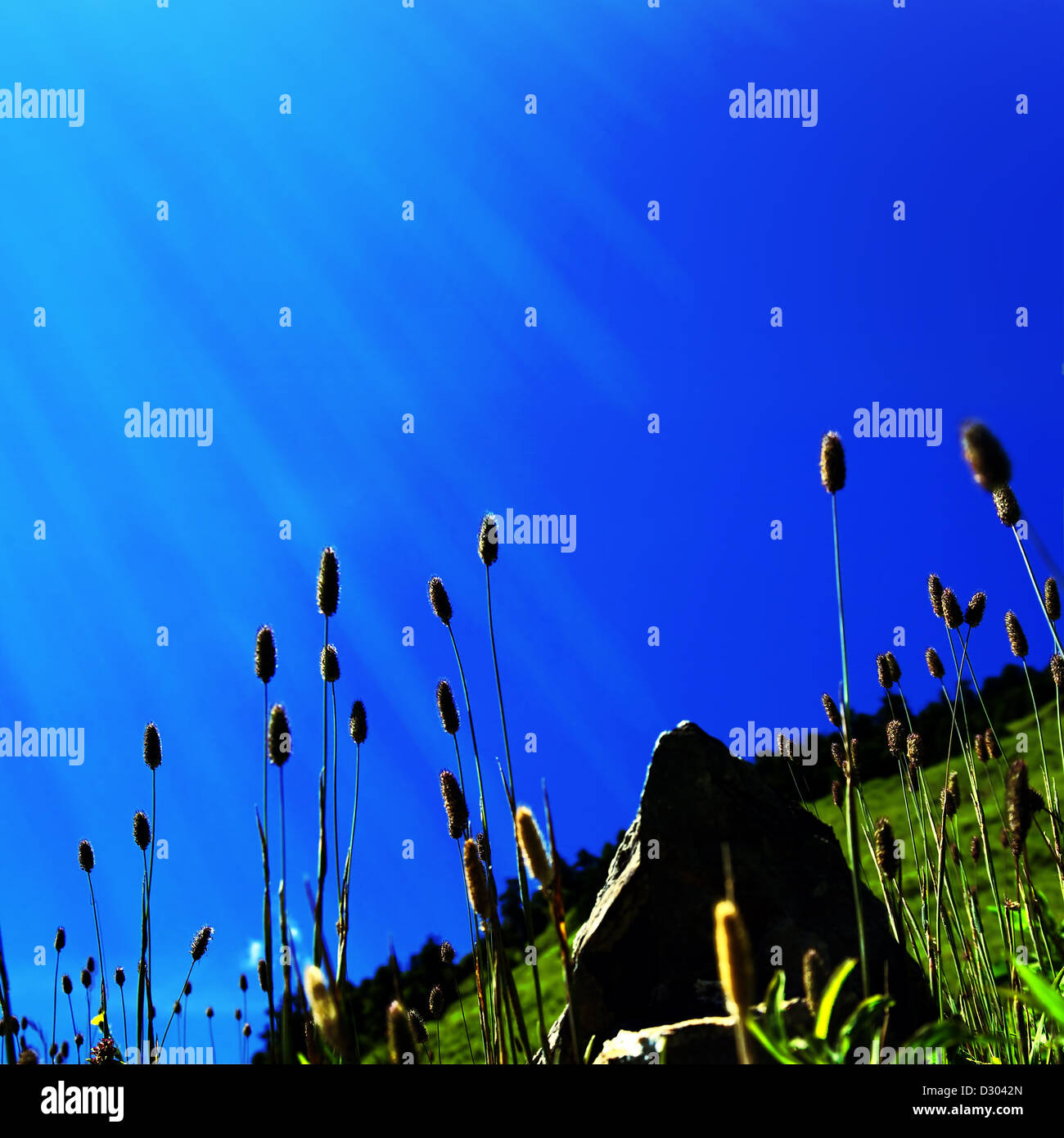 Reed con bel cielo per adv o altri usi Foto Stock