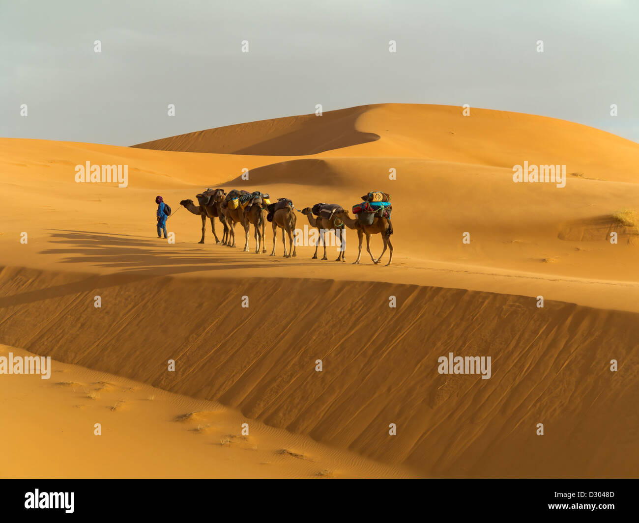 Trekking con il cammello nel deserto di Erg Chebbi vicino a dune di Merzouga, Marocco, Africa del Nord Foto Stock