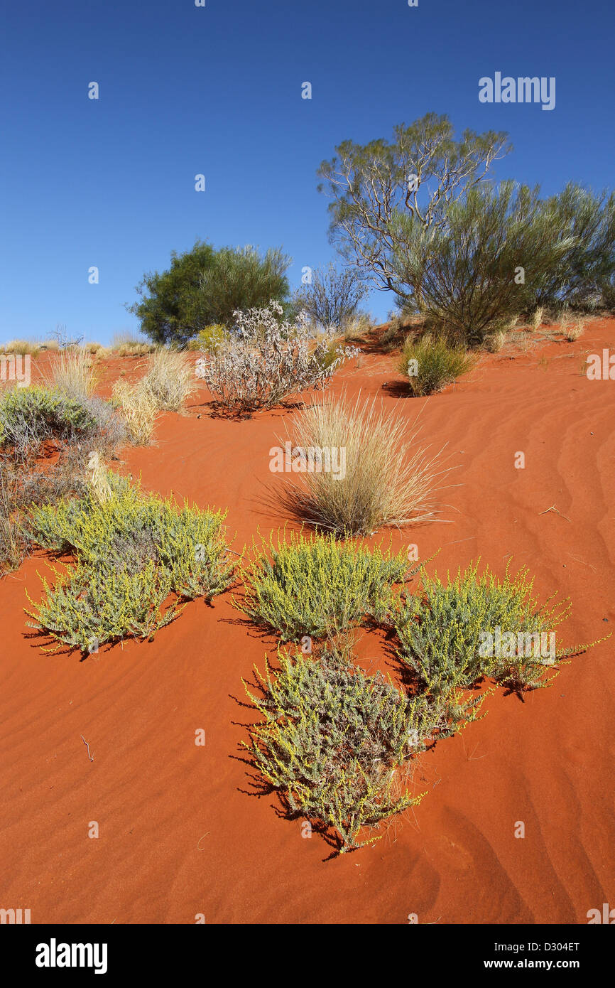 Dune di sabbia rossa fiori selvatici molla Uluru Kata Tjuta National Park Foto Stock