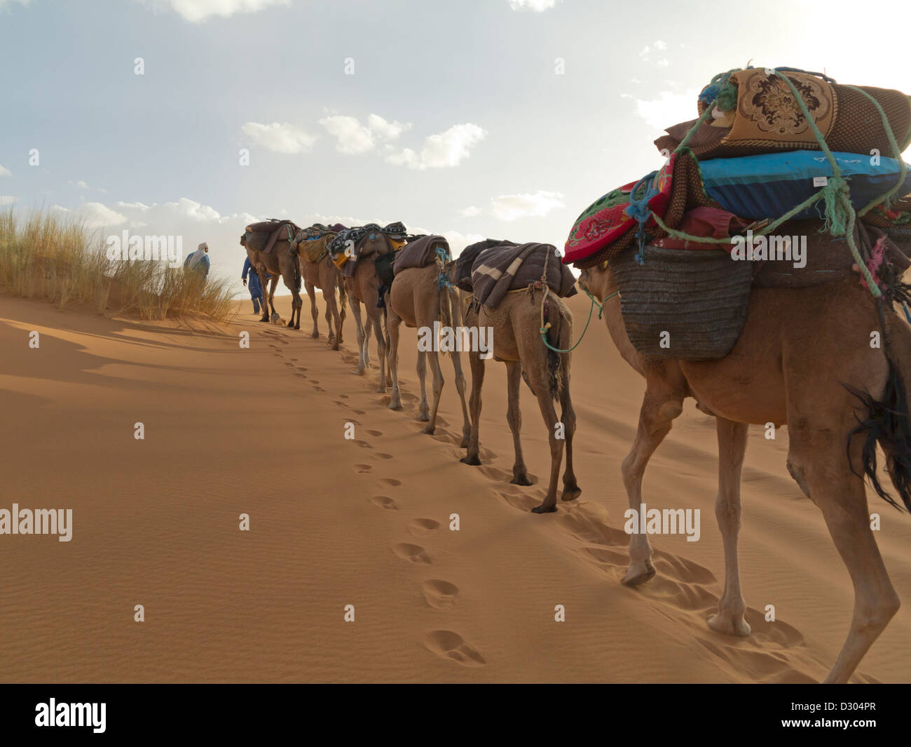 Trekking con il cammello nel deserto di Erg Chebbi vicino a dune di Merzouga, Marocco, Africa del Nord Foto Stock