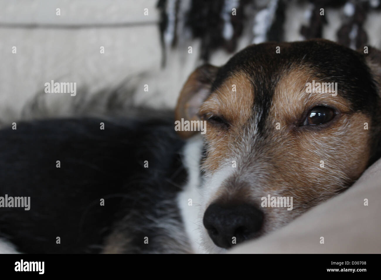 Piccolo jack russell cane tenendo d'occhio su di me. Foto Stock