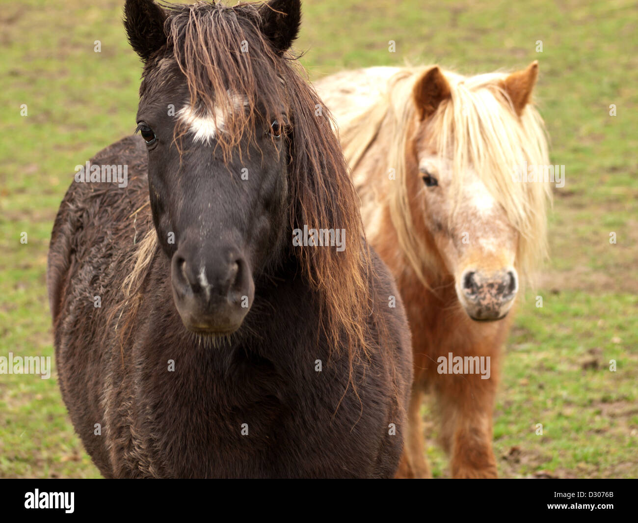 Due disordinati pony Foto Stock