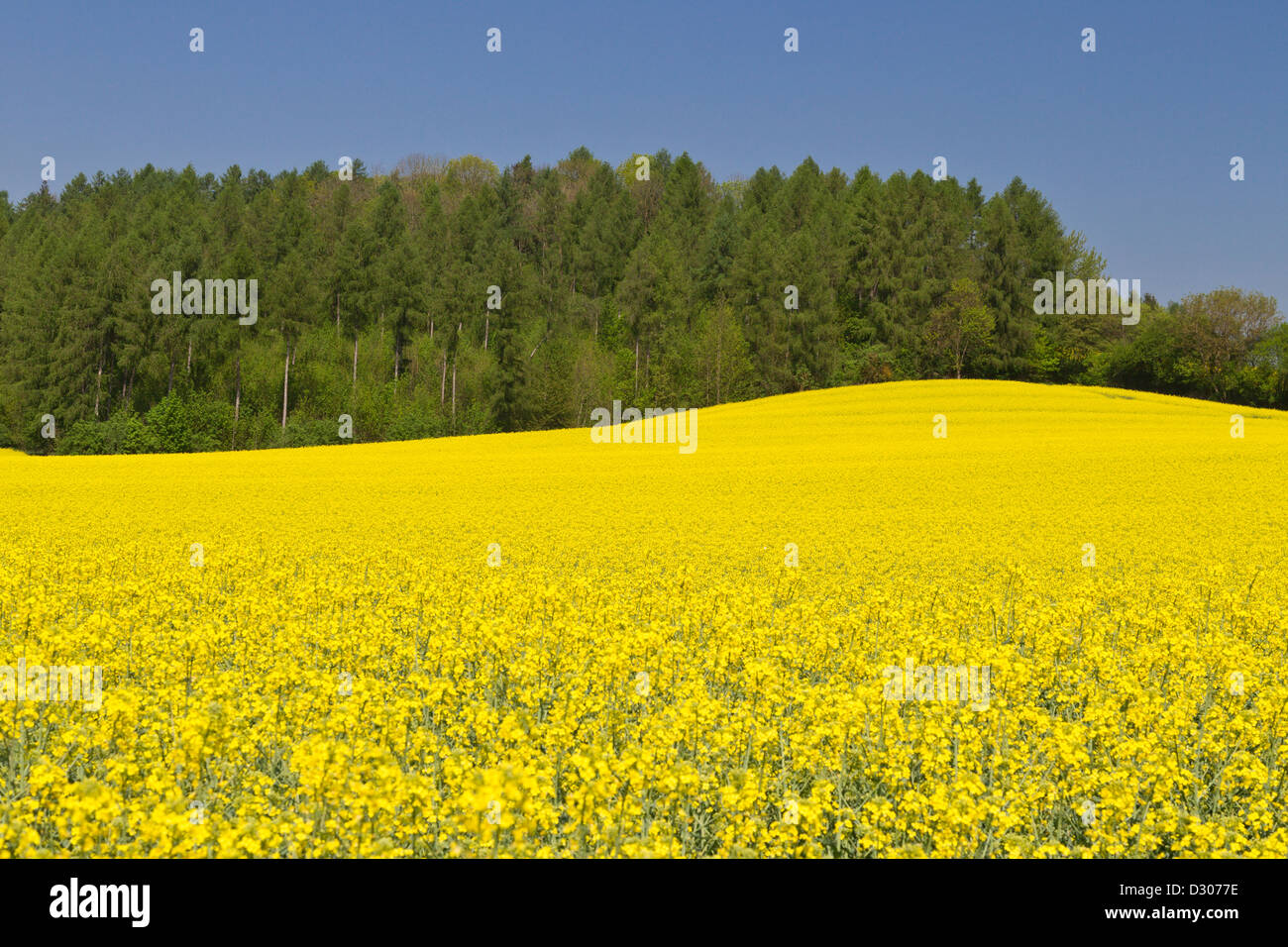 Campo di colza estate terreni agricoli Foto Stock
